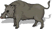 Nöff